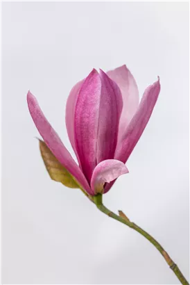 Großblumige Magnolie 'Galaxy' - Magnolia 'Galaxy' - Ziergehölze