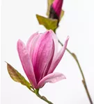 Großblumige Magnolie 'Galaxy' - Magnolia 'Galaxy' - Ziergehölze