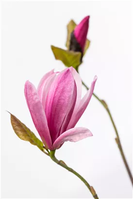 Großblumige Magnolie 'Galaxy' - Magnolia 'Galaxy' - Ziergehölze