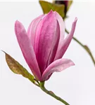 Großblumige Magnolie 'Galaxy' - Magnolia 'Galaxy' - Ziergehölze