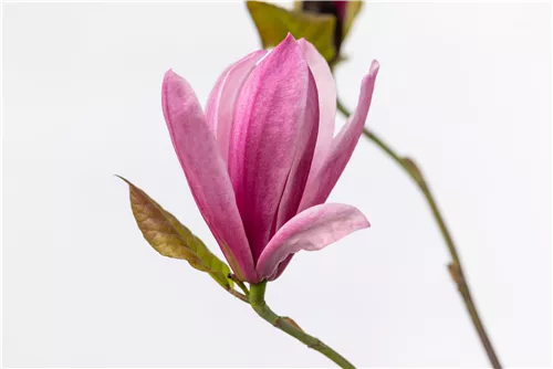 Großblumige Magnolie 'Galaxy' - Magnolia 'Galaxy' - Ziergehölze