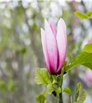 Großblumige Magnolie 'Galaxy' - Magnolia 'Galaxy' - Ziergehölze