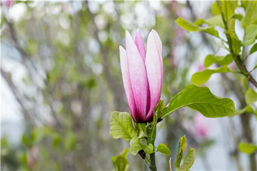 Großblumige Magnolie 'Galaxy' - Magnolia 'Galaxy' - Ziergehölze