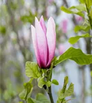 Großblumige Magnolie 'Galaxy' - Magnolia 'Galaxy' - Ziergehölze