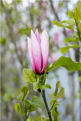 Großblumige Magnolie 'Galaxy' - Magnolia 'Galaxy' - Ziergehölze