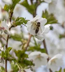 Geschlitzte Kirsche 'Umineko' - Prunus 'Umineko' CAC - Baum