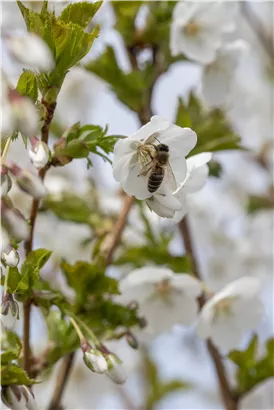 Geschlitzte Kirsche 'Umineko' - Prunus 'Umineko' CAC - Baum