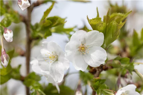 Geschlitzte Kirsche 'Umineko' - Prunus 'Umineko' CAC - Baum