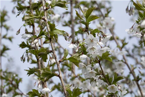 Geschlitzte Kirsche 'Umineko' - Prunus 'Umineko' CAC - Baum