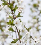 Geschlitzte Kirsche 'Umineko' - Prunus 'Umineko' CAC - Baum