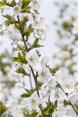 Geschlitzte Kirsche 'Umineko' - Prunus 'Umineko' CAC - Baum