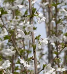 Geschlitzte Kirsche 'Umineko' - Prunus 'Umineko' CAC - Baum