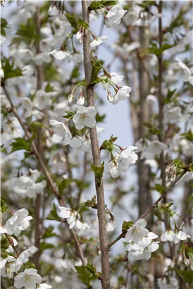 Geschlitzte Kirsche 'Umineko' - Prunus 'Umineko' CAC - Baum