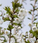 Geschlitzte Kirsche 'Umineko' - Prunus 'Umineko' CAC - Baum