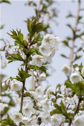 Geschlitzte Kirsche 'Umineko' - Prunus 'Umineko' CAC - Baum