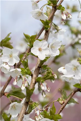 Geschlitzte Kirsche 'Umineko' - Prunus 'Umineko' CAC - Baum