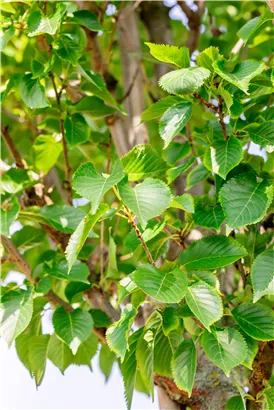 Geschlitzte Kirsche 'Umineko' - Prunus 'Umineko' CAC - Baum