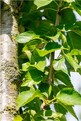 Geschlitzte Kirsche 'Umineko' - Prunus 'Umineko' CAC - Baum