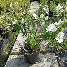 Potentilla 'Abbotswood' - Stauden A-Z, C 3 30- 40