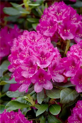 Rhododendron-Hybride 'Nova Zembla' - Rhododendron Hybr.'Nova Zembla' II