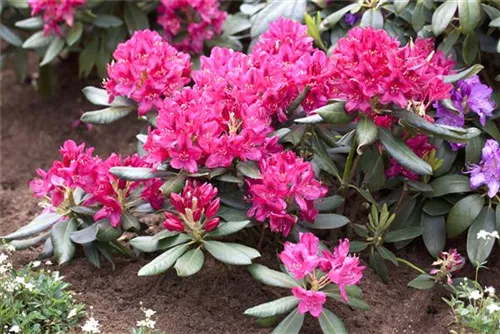 Rhododendron-Hybride 'Nova Zembla' - Rhododendron Hybr.'Nova Zembla' II