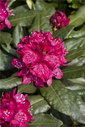 Rhododendron-Hybride 'Nova Zembla' - Rhododendron Hybr.'Nova Zembla' II