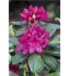 Rhododendron-Hybride 'Nova Zembla' - Rhododendron Hybr.'Nova Zembla' II