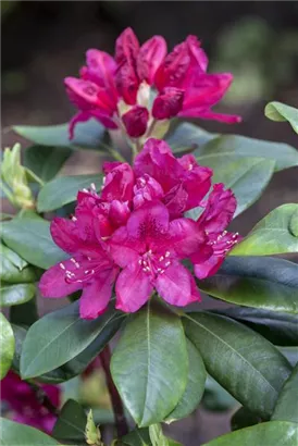 Rhododendron-Hybride 'Nova Zembla' - Rhododendron Hybr.'Nova Zembla' II