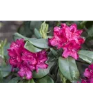 Rhododendron-Hybride 'Nova Zembla' - Rhododendron Hybr.'Nova Zembla' II