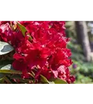 Rhododendron-Hybride 'Nova Zembla' - Rhododendron Hybr.'Nova Zembla' II