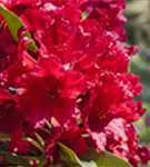 Rhododendron-Hybride 'Rabatz' -R- - Rhododendron Hybr.'Rabatz' -R- IV