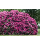 Rhododendron-Hybride 'Nova Zembla' - Rhododendron Hybr.'Nova Zembla' II