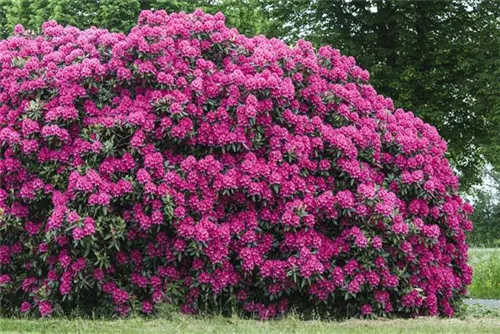 Rhododendron-Hybride 'Nova Zembla' - Rhododendron Hybr.'Nova Zembla' II