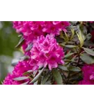 Rhododendron-Hybride 'Nova Zembla' - Rhododendron Hybr.'Nova Zembla' II