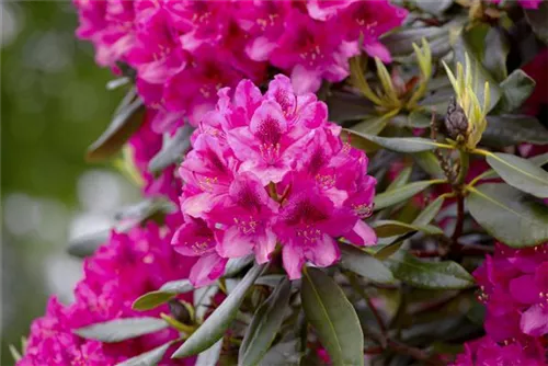 Rhododendron-Hybride 'Nova Zembla' - Rhododendron Hybr.'Nova Zembla' II