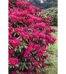 Rhododendron-Hybride 'Nova Zembla' - Rhododendron Hybr.'Nova Zembla' II