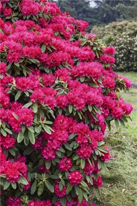 Rhododendron-Hybride 'Nova Zembla' - Rhododendron Hybr.'Nova Zembla' II