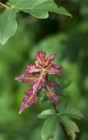 Acer campestre - Baum