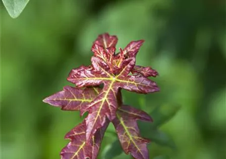 Acer campestre - Formgehölze - Feldahorn