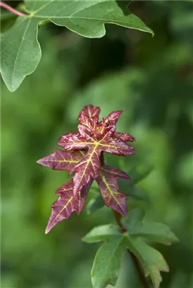 Feldahorn - Acer campestre - Formgehölze