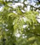 Chinesisches Rotholz - Metasequoia glyptostroboides - Heckenelemente