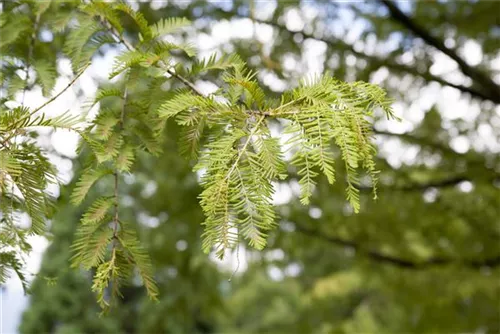 Chinesisches Rotholz - Metasequoia glyptostroboides - Heckenelemente