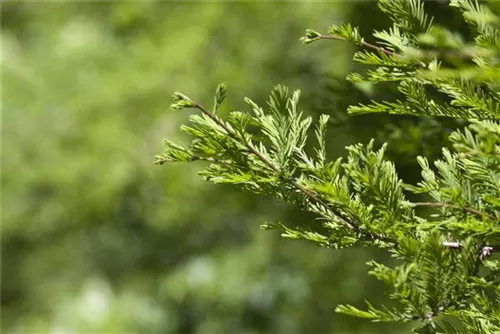 Chinesisches Rotholz - Metasequoia glyptostroboides - Heckenelemente