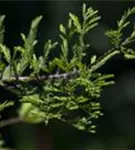 Chinesisches Rotholz - Metasequoia glyptostroboides - Heckenelemente