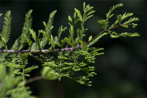 Chinesisches Rotholz - Metasequoia glyptostroboides - Heckenelemente