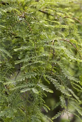 Chinesisches Rotholz - Metasequoia glyptostroboides - Heckenelemente