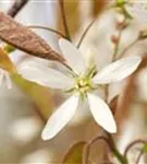 Kupfer-Felsenbirne - Amelanchier lamarckii - Wildgehölze