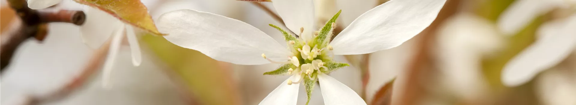 Frühblüher – Zeit für eine neue Frisur nach der Blüte