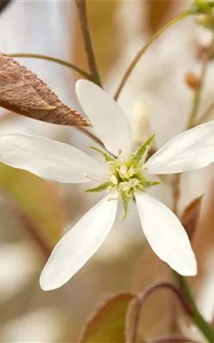 Amelanchier lamarckii - Wildgehölze