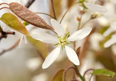 Frühblüher – Zeit für eine neue Frisur nach der Blüte